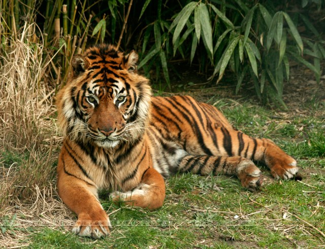 tiger